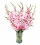 12 Pink Orchids